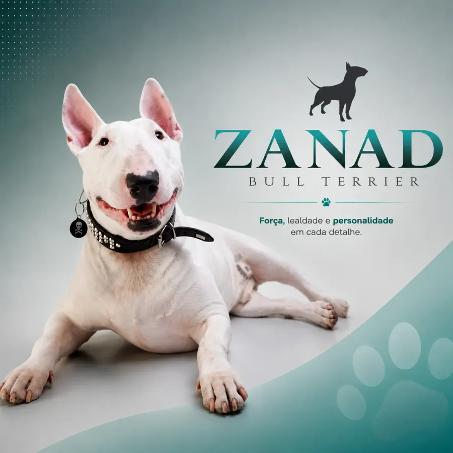 Bull Terrier