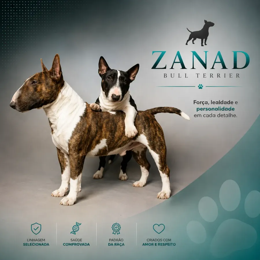 Bull Terrier