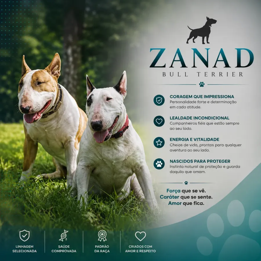 Bull Terrier