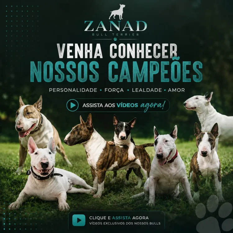 Vídeos Zanad Bull Terrier