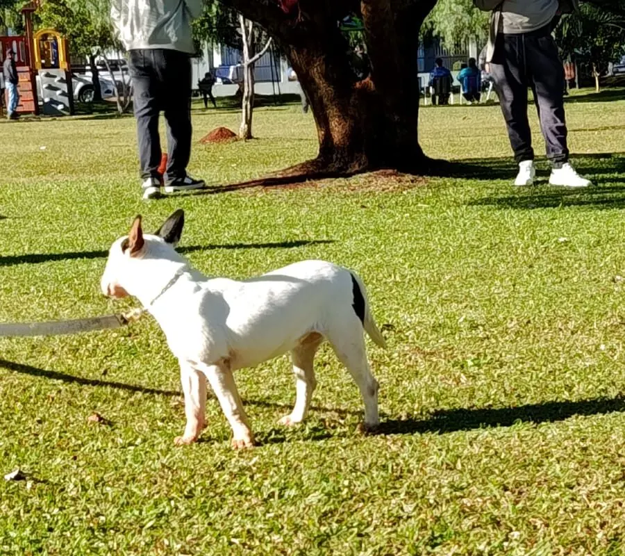 Bandida