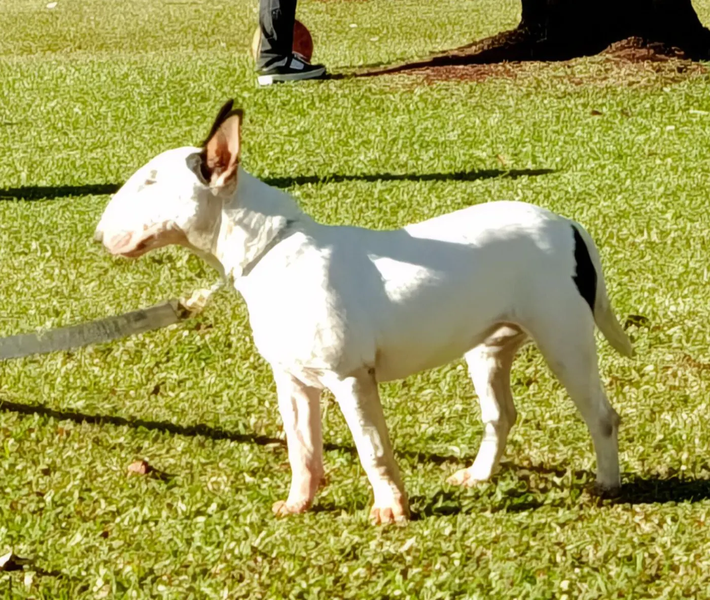 Bandida