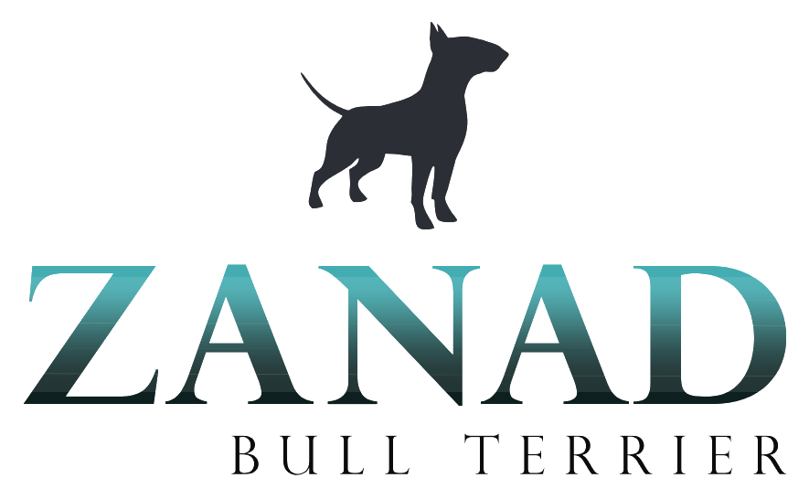 Zanad Bull Terrier